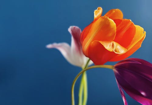 Free Close-Up Shot of Tulips  Stock Photo