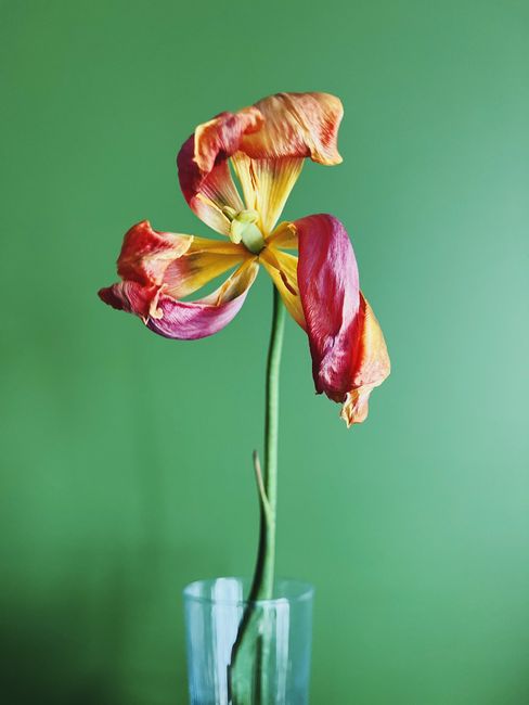Close-up of a vibrant, wilted tulip in a glass on a green background.