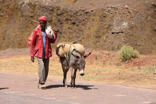 Farmer in Lalibela, Ethiopia walking with a donkey on a sunny day.
