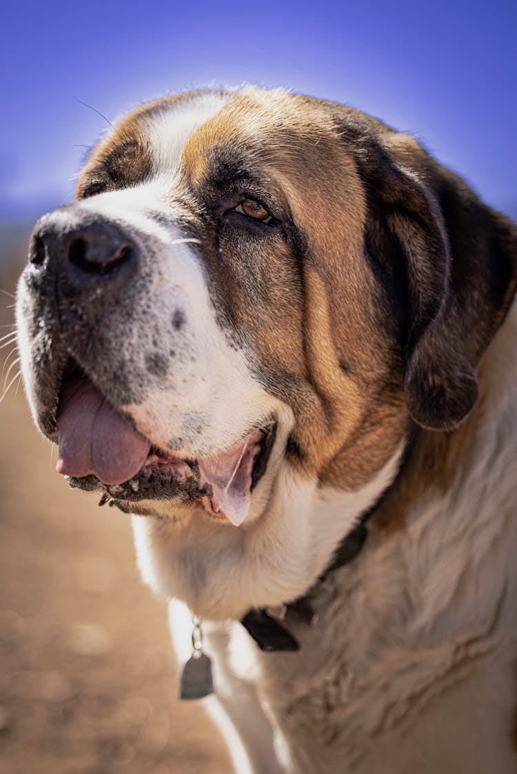 A Close-up Shot Of A Saint Bernard Dog