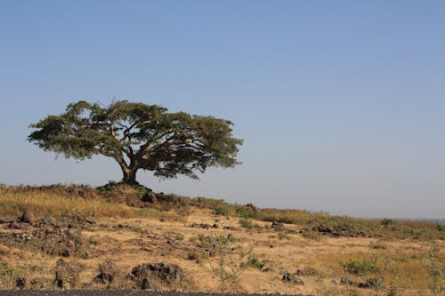 Photos gratuites de arbre, herbe, montagnes