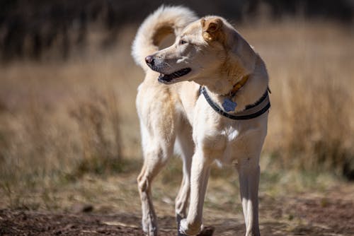 Free A Dog Named Pearl Stock Photo