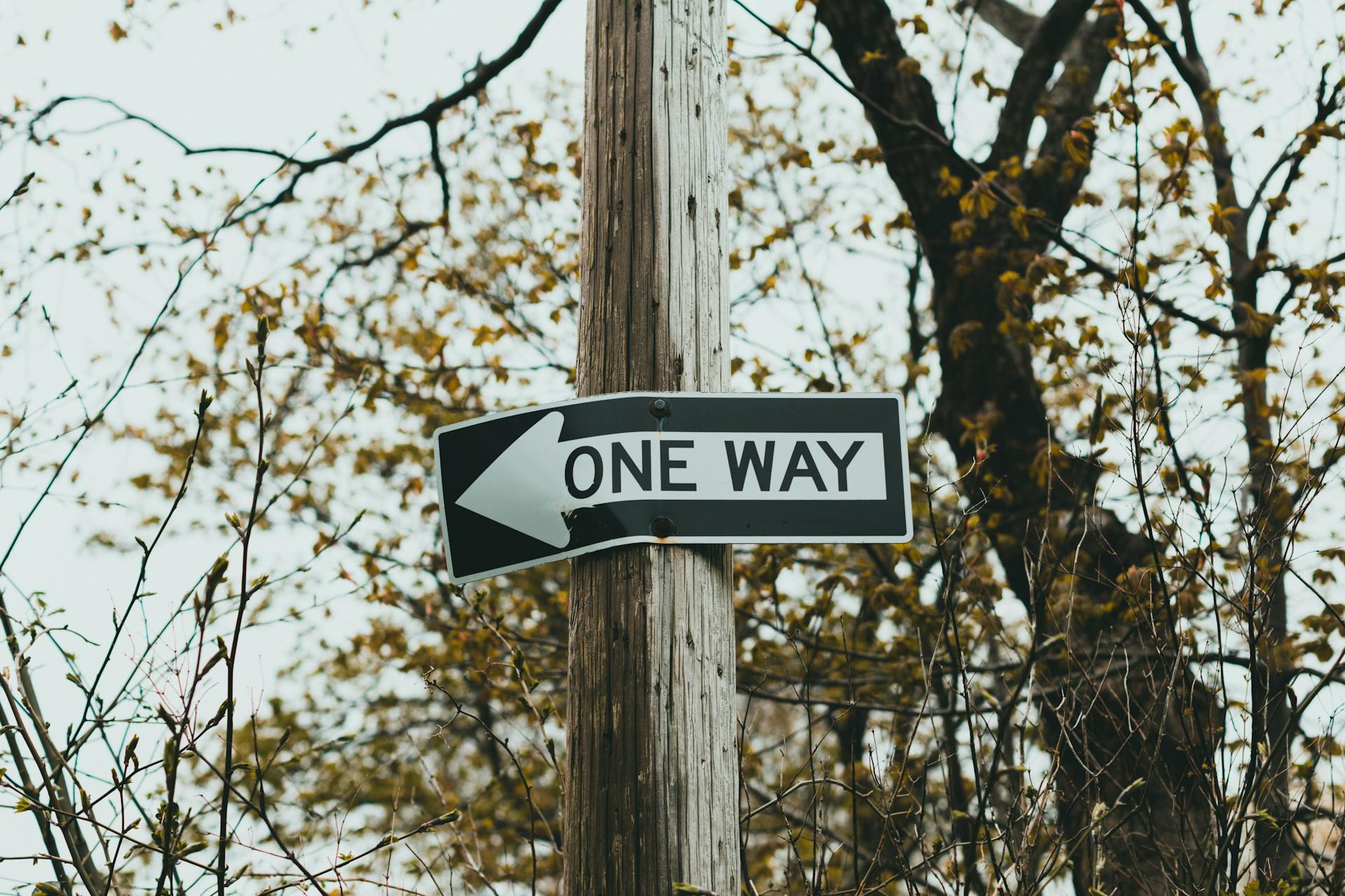 A one way sign on a wooden post among trees, captured in a forest setting.