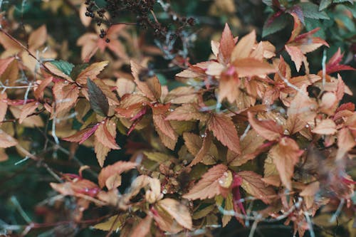 Бесплатное стоковое фото с завод, коричневый, листва
