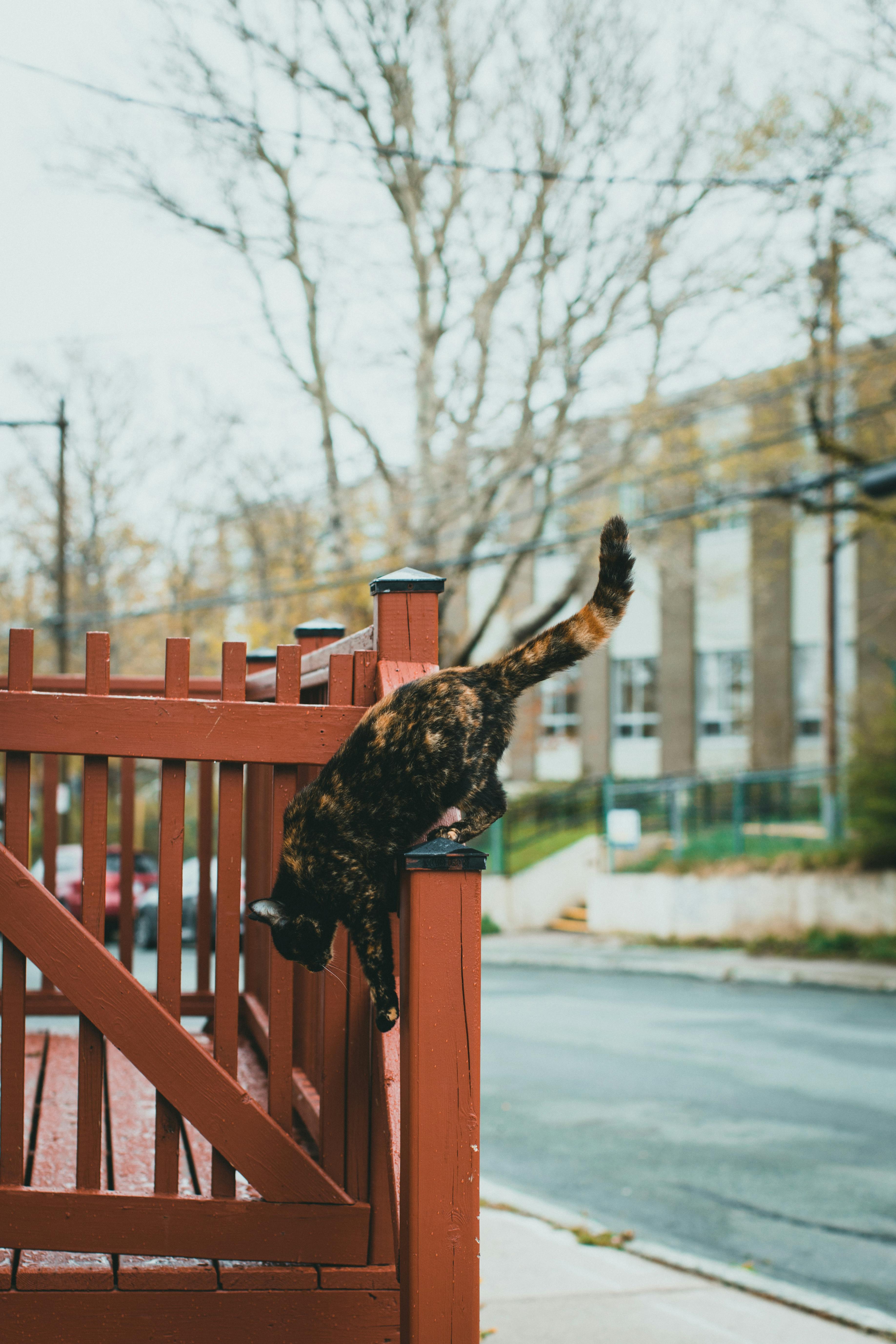 Who gets the best side of a fence?