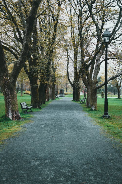 公園, 垂直拍摄, 增長 的 免费素材图片