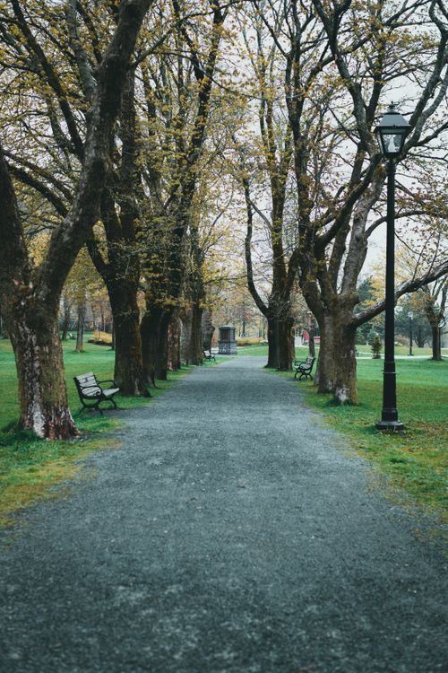 Free A tranquil pathway surrounded by trees and benches in a lush green park. Stock Photo