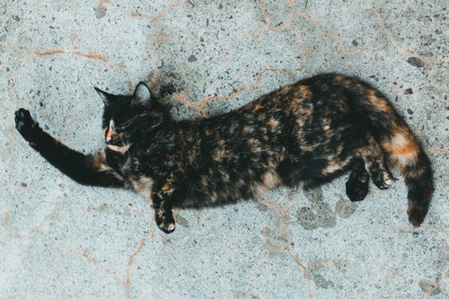 Free A serene tortoiseshell cat comfortably resting on a textured concrete floor. Stock Photo