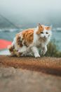 White and Orange Cat on Brown Soil
