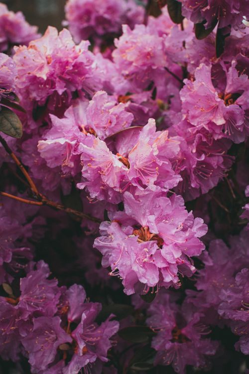 Free Bright and fresh pink rhododendron flowers in a nature setting. Ideal for floral and garden themes. Stock Photo