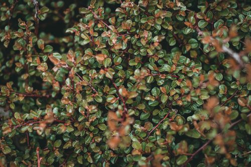 Free Detailed macro shot highlighting lush green leaves and red branches of a shrub. Perfect for nature themes. Stock Photo