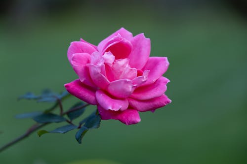 Free Close Up Photo of a Lovely Rose Stock Photo