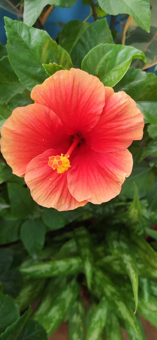 Free stock photo of beautiful flower, flower Stock Photo