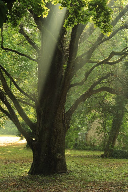 Fotos de stock gratuitas de árbol, bañador, parque