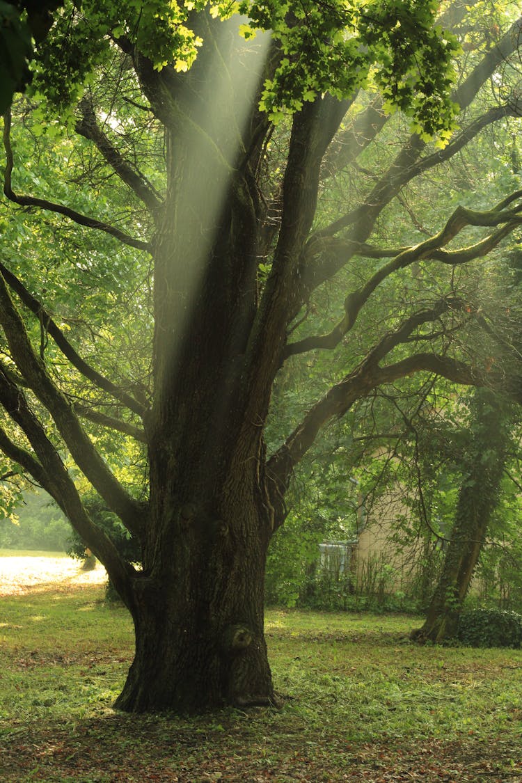 Oak Tree In A Park 