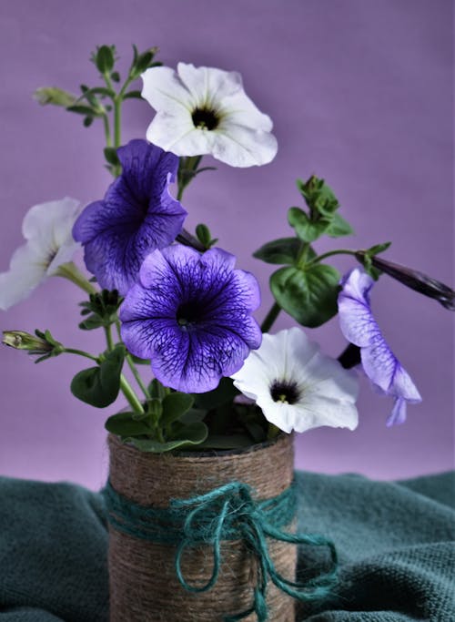 Darmowe zdjęcie z galerii z delikatny, flora, fotografia kwiatowa