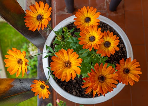Close-Up Shot of African Daisies 