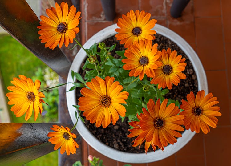 Close-Up Shot Of African Daisies 