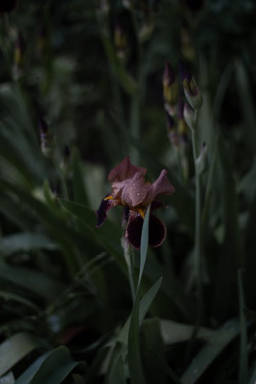 Bearded Iris Flower in Close Up Photography
