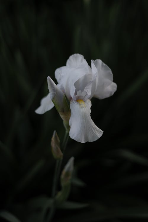 White Flower in Close-up Photography