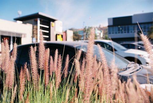 Free Urban Cenchrus 35mm Stock Photo