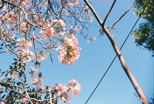 Free Pink Flowers On Film Stock Photo