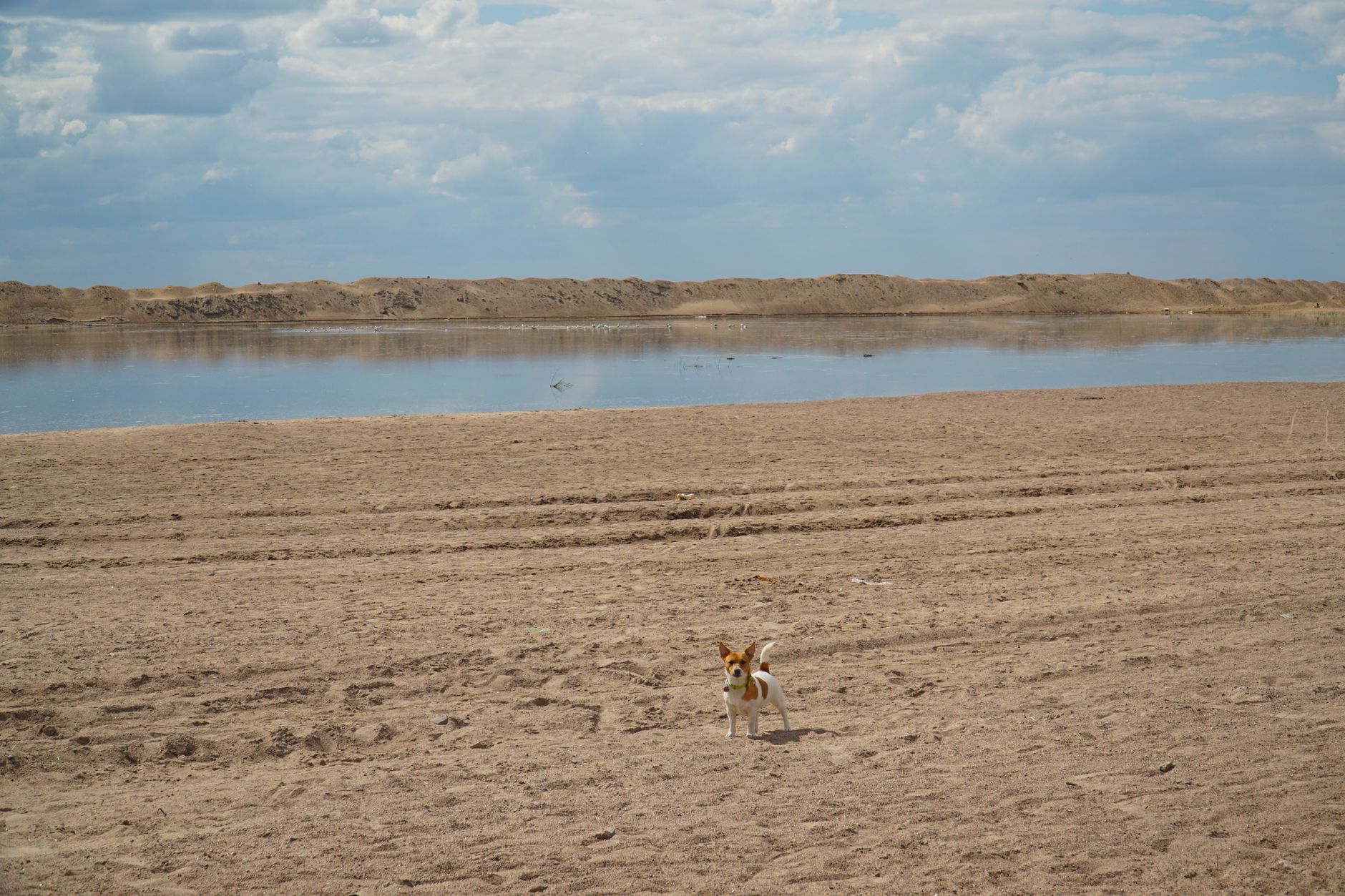 A small dog stands on a sandy shore with a waterbody in Saint Petersburg under a cloudy sky.