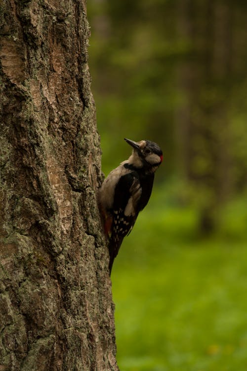 Woodpecker Perched on a Tree Trunk