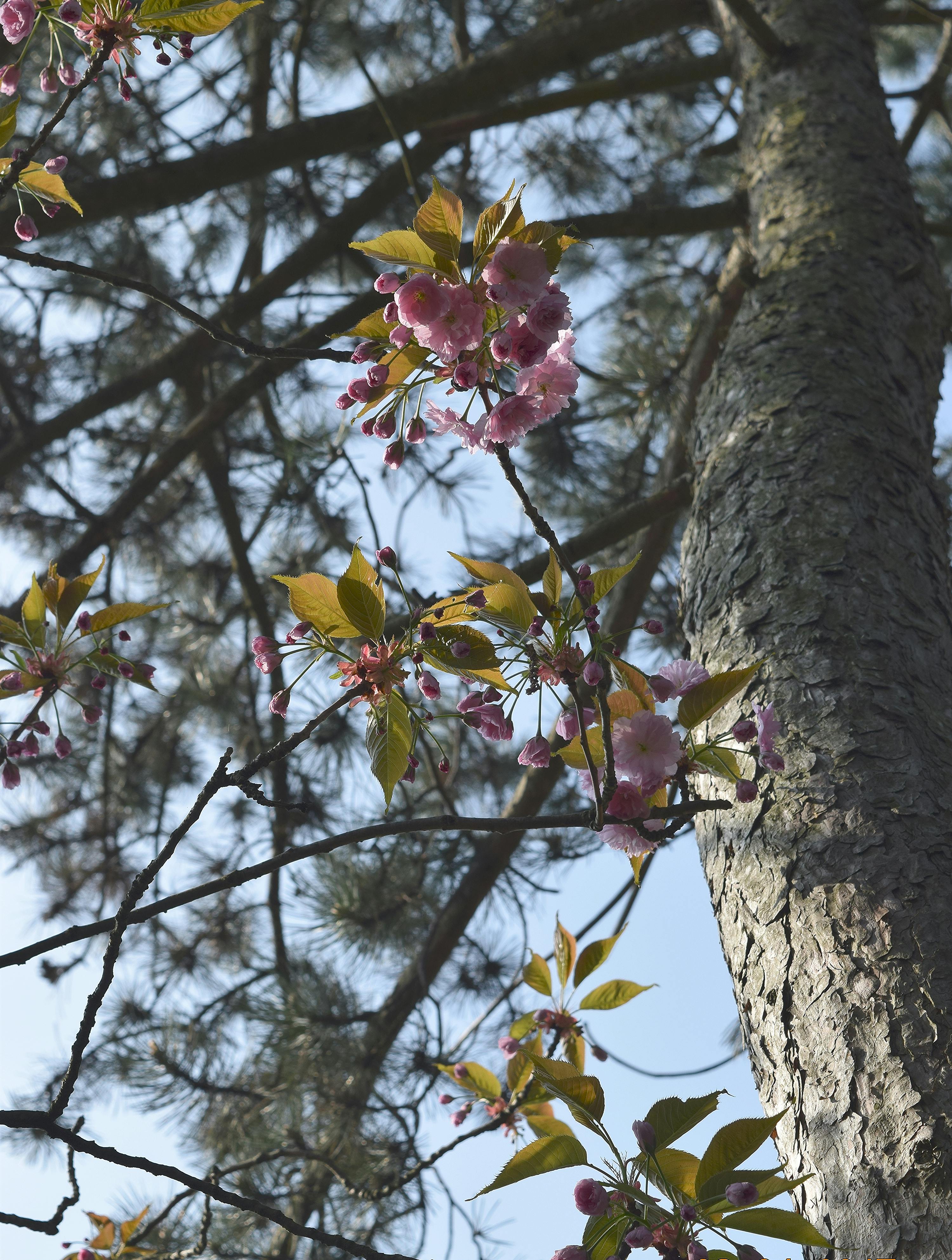 Cherry Blossom Flowers Under a Tree · Free Stock Photo