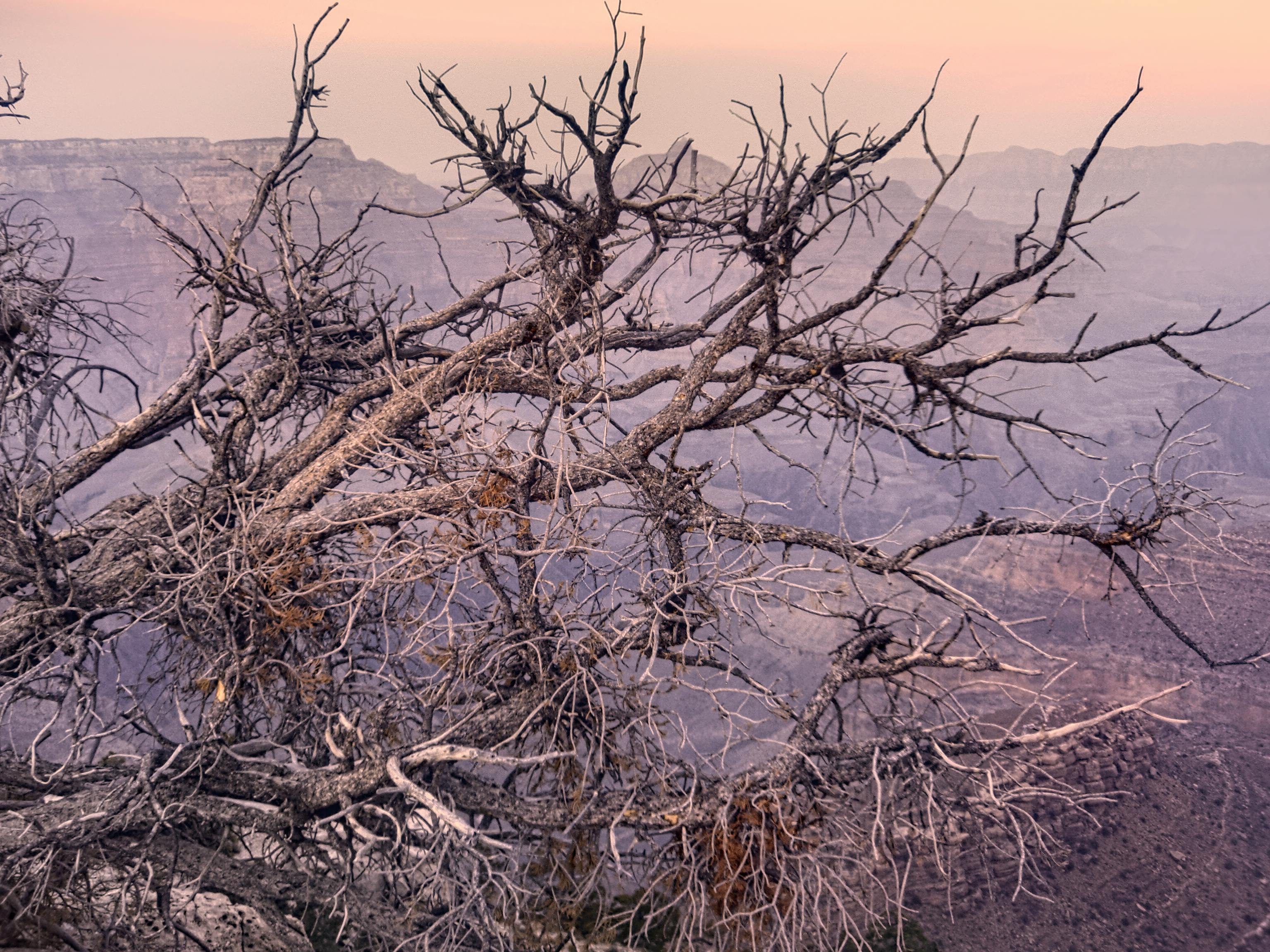 a bare tree from a high place