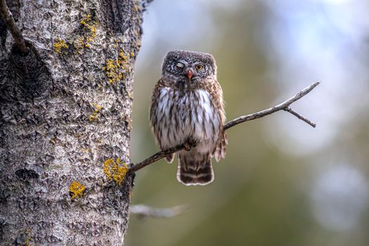 Eurasian pygmy owl (Glaucidium passerinum)