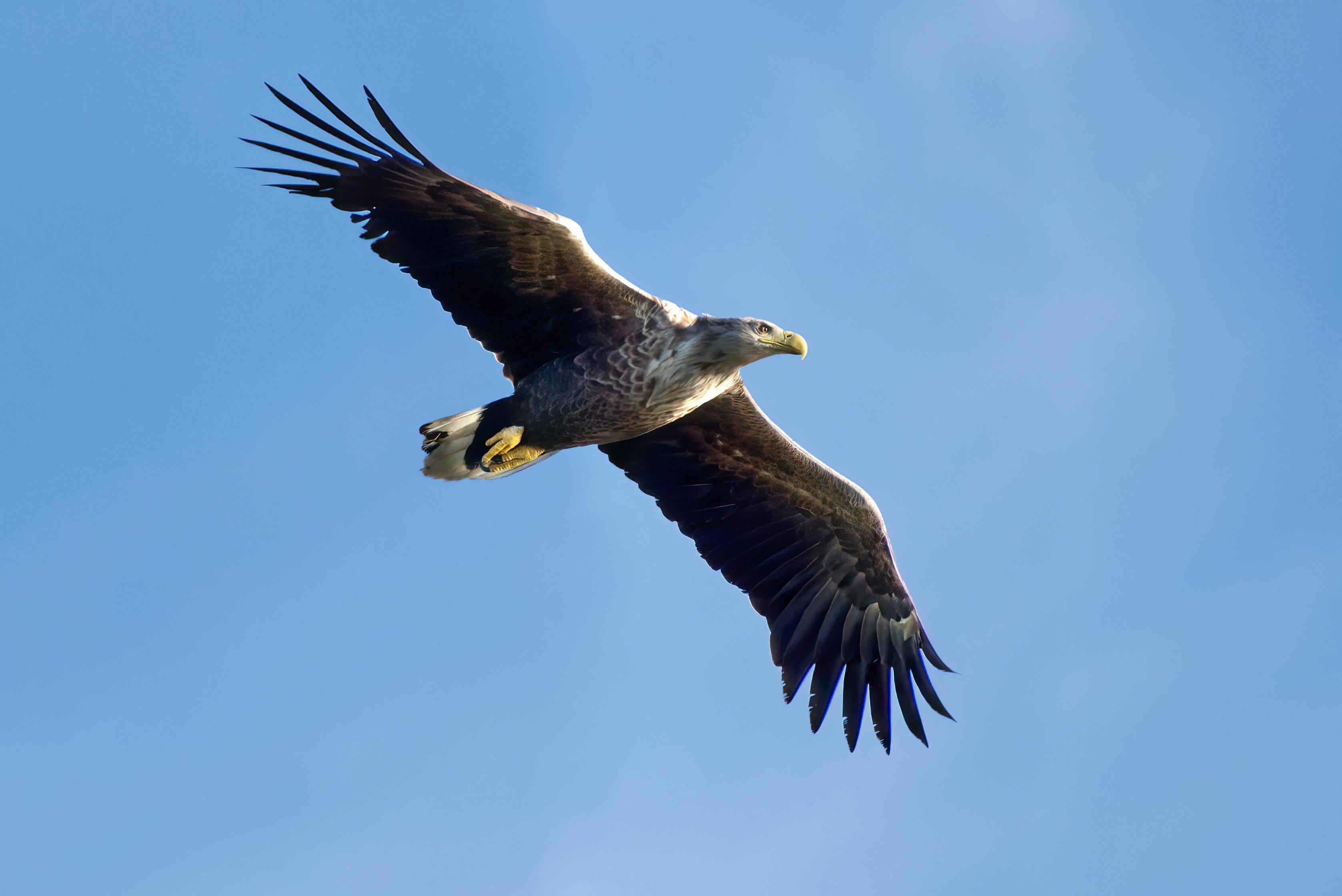 American Bald Eagle · Free Stock Photo