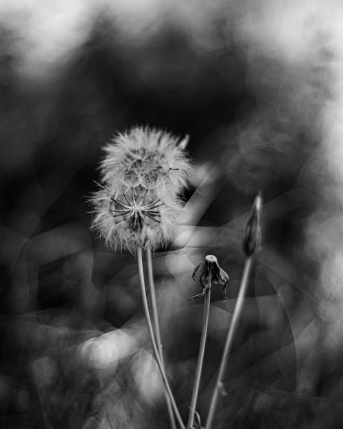Black and White Photo of Dandelions