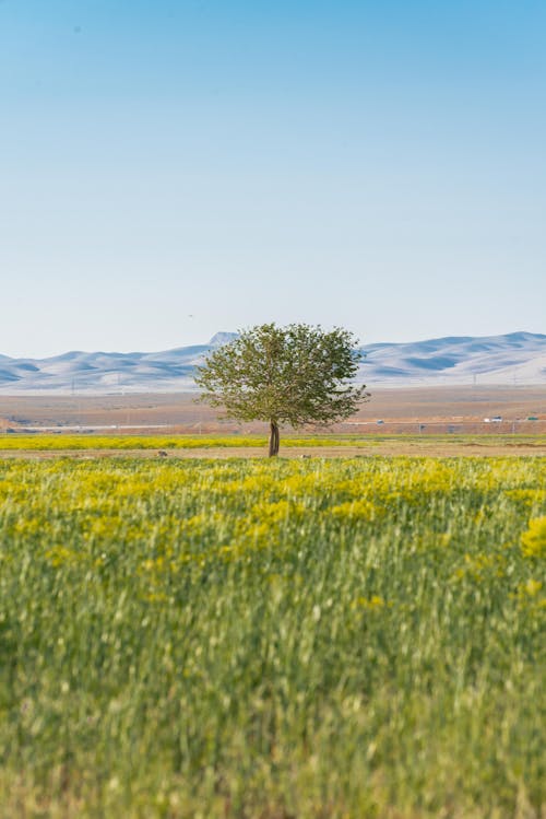 Picturesque View of Lonely Tree in Flowery Meadow