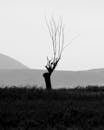 Silhouette of Lonely Dead Tree in Fields