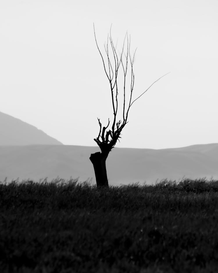 Silhouette Of Lonely Dead Tree In Fields