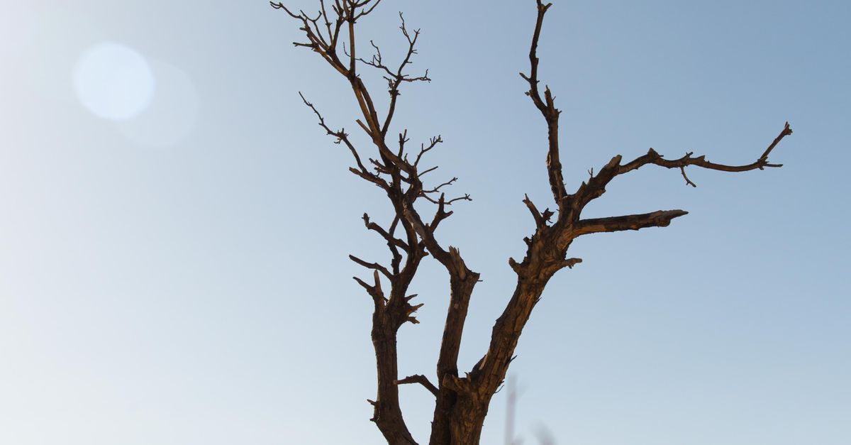 Simple Tree Barren Barren Tree in Countryside · Free Stock Photo