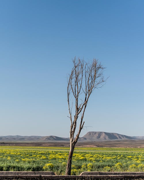 Foto profissional grátis de área, árvore, céu azul