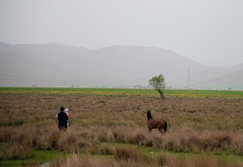 Δωρεάν στοκ φωτογραφιών με αγρόκτημα, αγροτικός, άλογο Φωτογραφία από στοκ φωτογραφιών