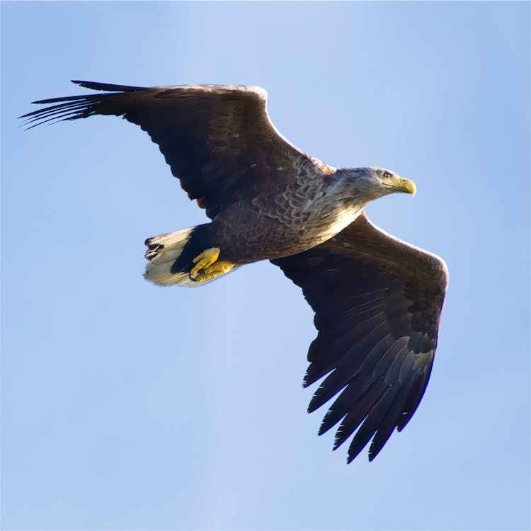 Eagle Flying In Sky