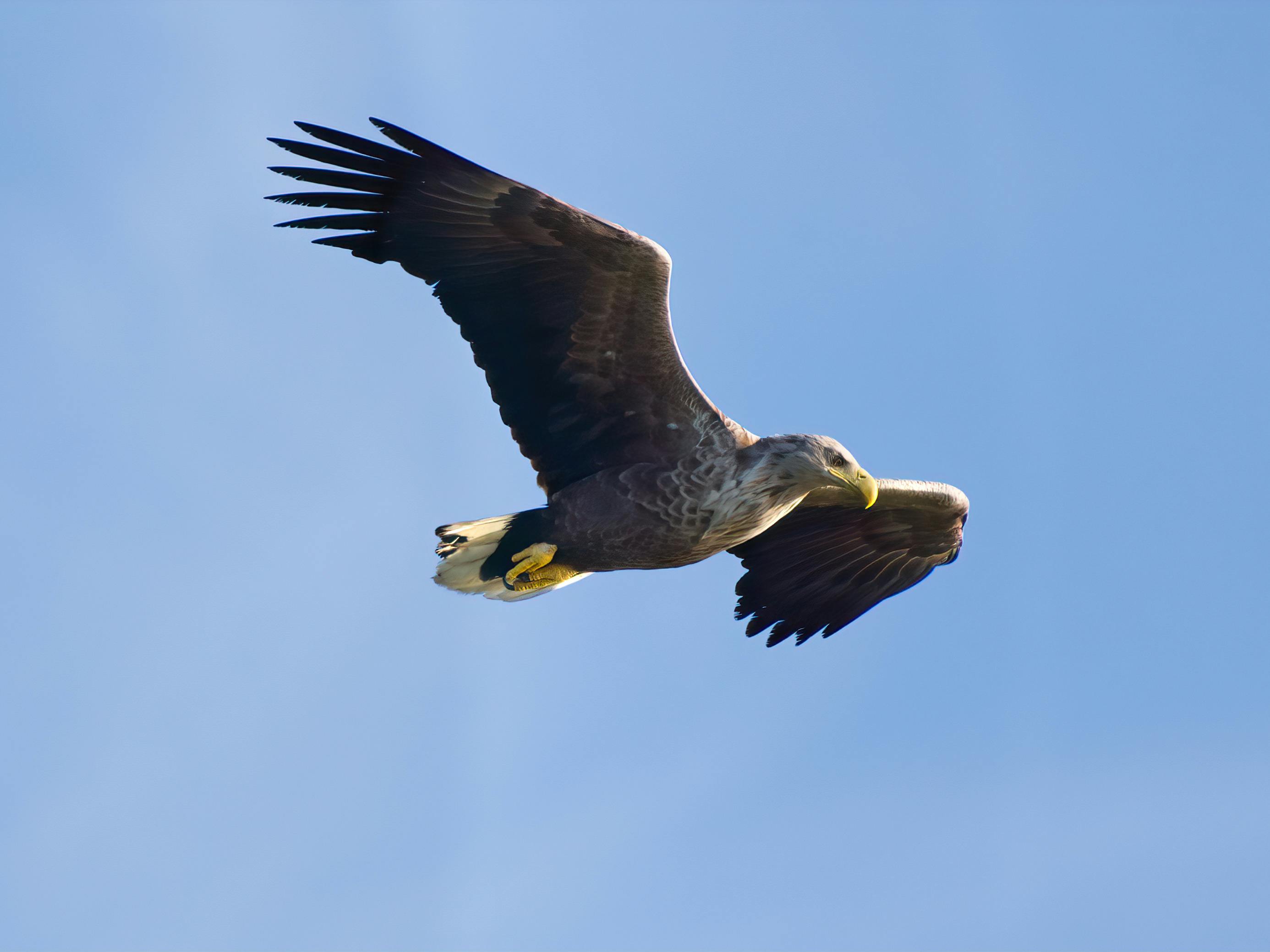 + Fotos y Imágenes de Águila de cola blanca Gratis · Banco de Fotos  Gratis