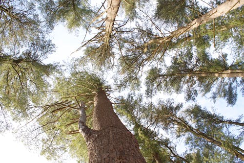 Gratis lagerfoto af lavvinkelskud, natur, skov