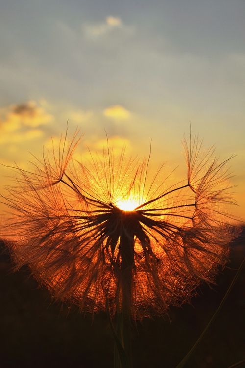 Free A close-up of a dandelion silhouetted against a vibrant sunset sky, capturing nature's beauty. Stock Photo