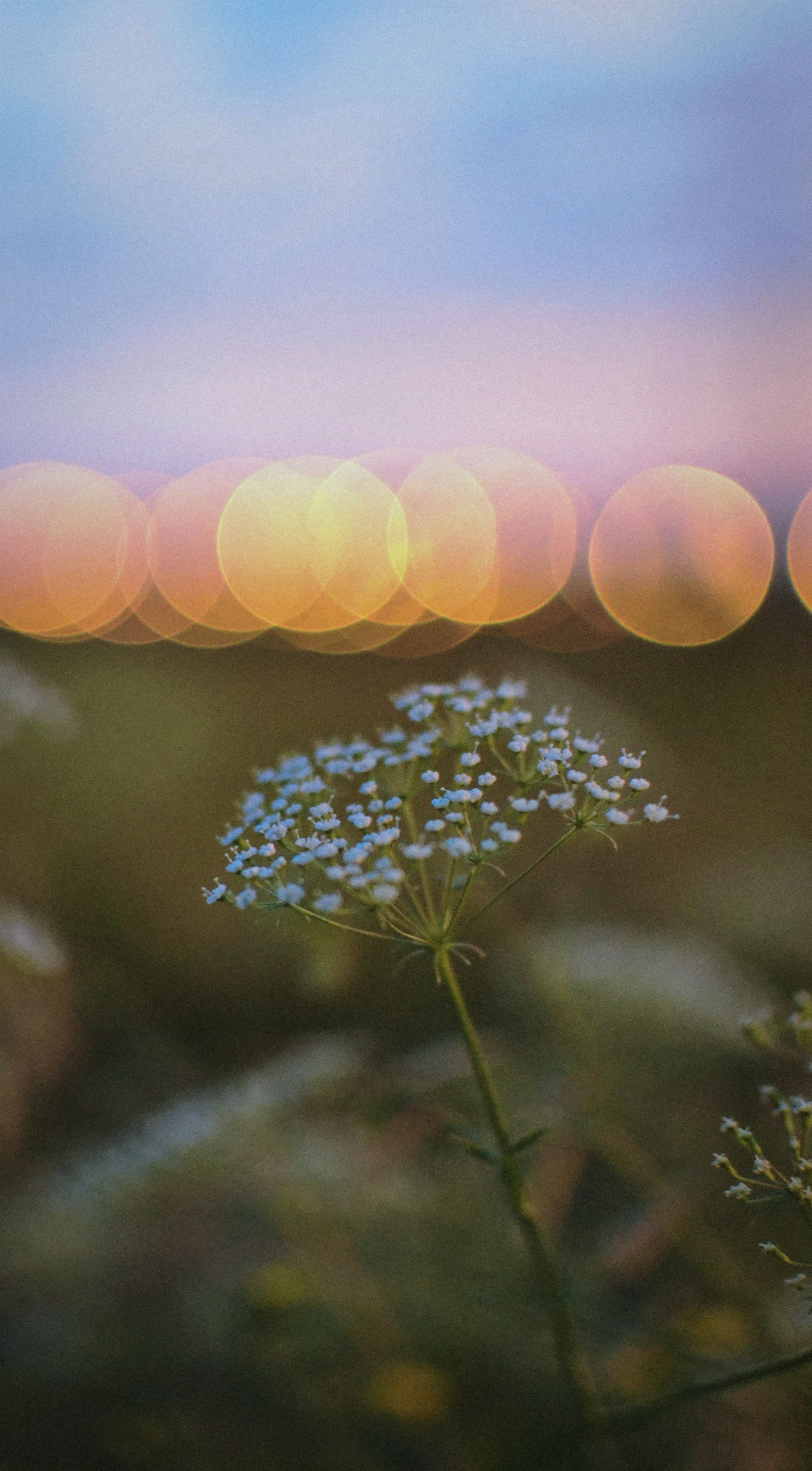 Close-up of white wildflowers with dreamy bokeh at sunset. Captured in a tranquil outdoor setting.