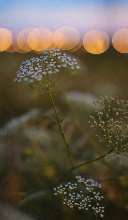 Free Close-up of cow parsley flower against a bokeh-filled sunset background, capturing the essence of nature's beauty. Stock Photo