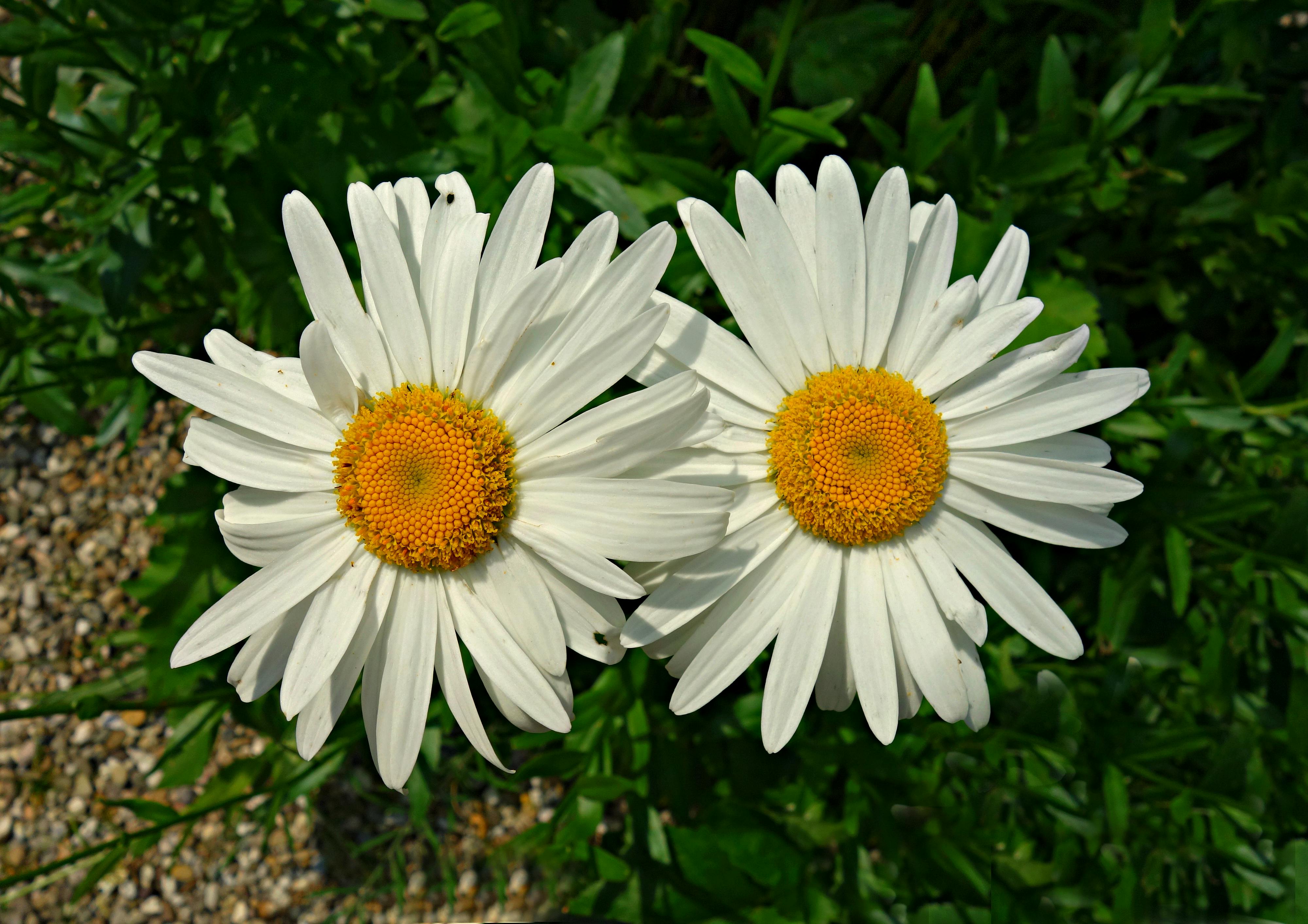Free stock photo of blooming, blossom, chrysanthemum leucanthemum