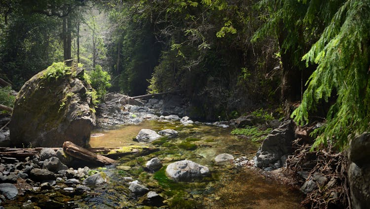 Rocky Creek Between Trees 