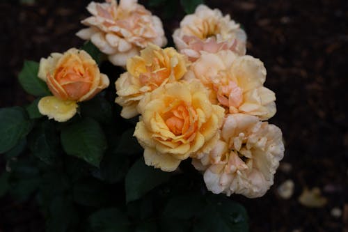Бесплатное стоковое фото с завод, красивый, розы