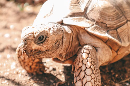 Brow Turtle in Close-up Shot