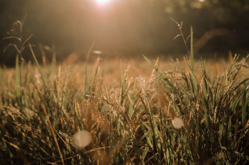 Free Close-up of a vibrant green field during sunset, capturing the serene countryside ambiance. Stock Photo